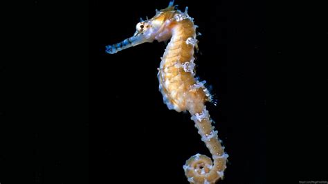 Seahorse Wallpapers Wallpaper Cave