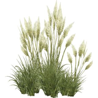 Tall Grass PNG, Tall Grass Transparent Background - FreeIconsPNG