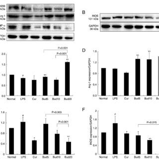 Effects Of Bud On Cd Arg Tnf And Inos Protein Expression In