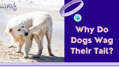 Why Do Dogs Wag Their Tail Youtube