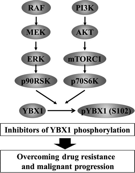 Model Depicting How Novel Drugs Targeting The Ybox Binding Protein