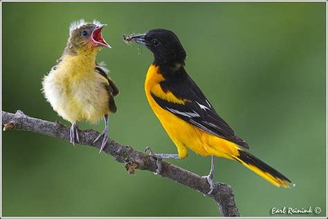 Baltimore Oriole Photo By Earl Reinink Baltimore Orioles Orioles