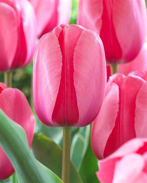 Tulipa Darwin Hybrid 'Pink Impression' Tulip from ADR Bulbs