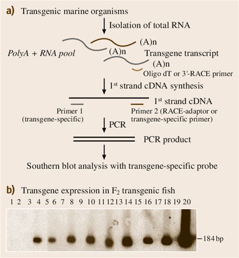 9ab Determination Of Transgene Expression By Rt Pcr Or Rapid