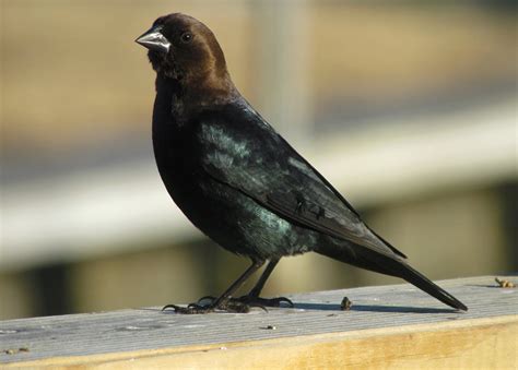 All About Birds: Brown-headed Cowbird
