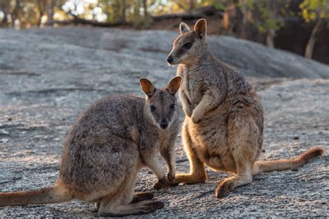 Where To See Kangaroos And Wallabies In Cairns