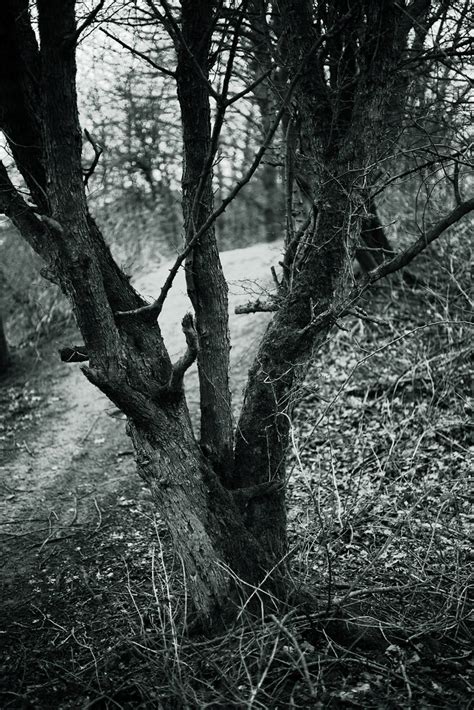 Walking Path Amselchen Flickr