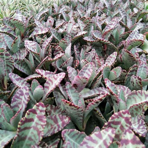 Kalanchoe Humilis Giromagi Cactus And Succulents