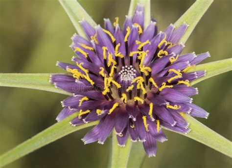 Tragopogon Porrifolius Purple Or Common Salsify Flower Of Good Size In