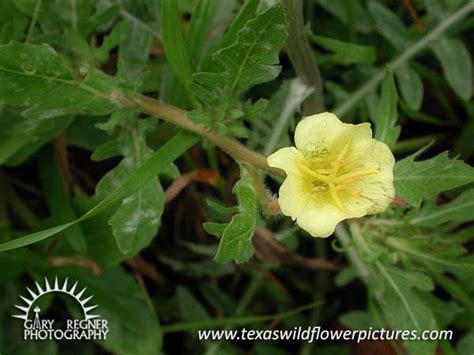 Texas Wildflower Identification Index Texas Wildflower Pictures And Identification By Gary