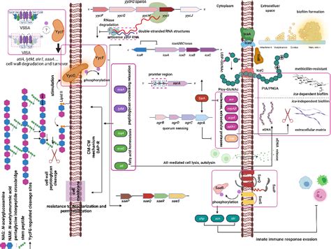 Figure From The Role Of Staphylococcus Aureus Yycfg In Gene