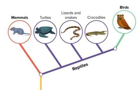 Simple Phylogenetic Tree Of Animals