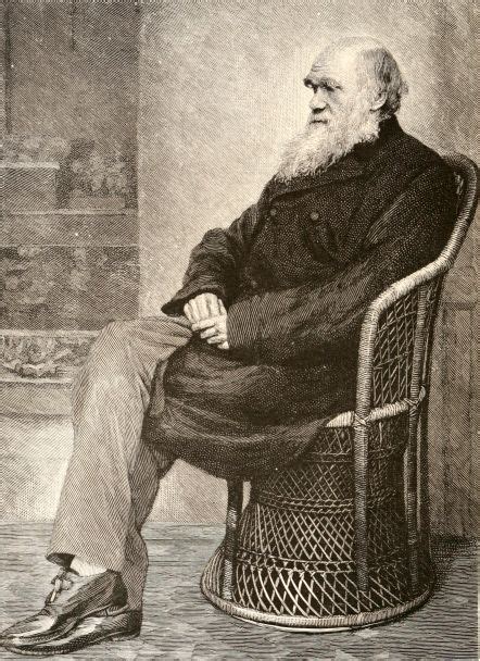 Charles Darwin Portrait Sitting On Chair Sketch 2 Charles Darwin