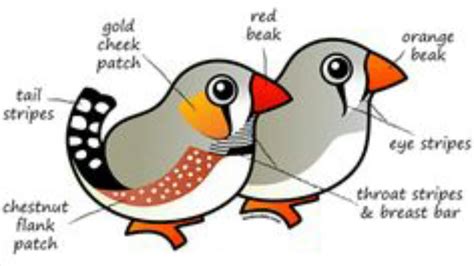 Male Vs Female Finches