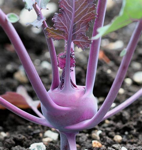 Kolibri Kohlrabi Seeds – West Coast Seeds