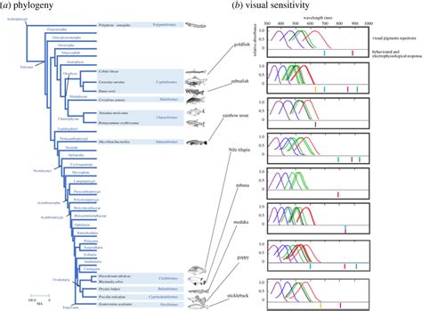 Fish species in this work. (a) Phylogenetic relationships of fish. A... | Download Scientific ...