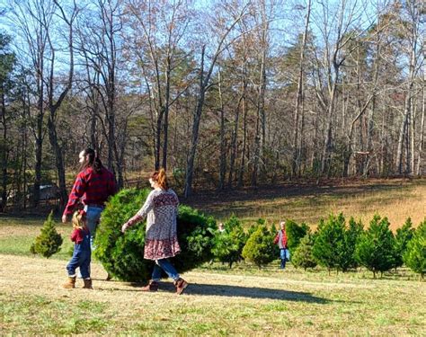 The 10 Best Christmas Tree Farms in Tennessee (2023) - Blue Ridge Mountains Travel Guide