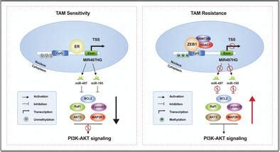 MIR497HG Derived MiR 195 And MiR 497 Mediate Tamoxifen Resistance Via