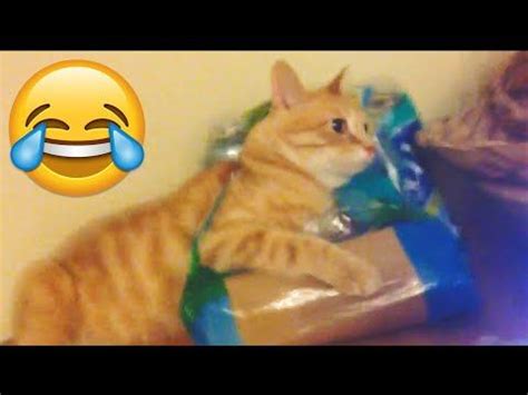 Epic Cat Fails Compilation Funniest Cat Videos PETASTIC Cat