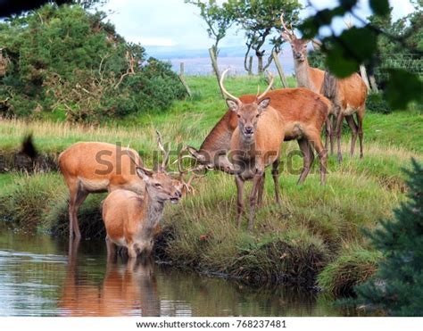 43 Lochranza Burn Images, Stock Photos & Vectors | Shutterstock