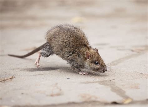 How To Control Rodents At Home • Problem Solved Pest Control