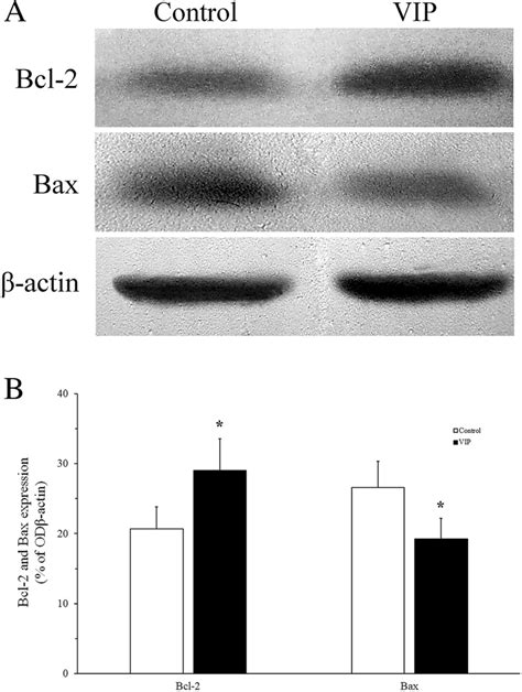 Vip Regulates The Expression Of Bcl 2 And Bax After Mcao A Western Download Scientific Diagram