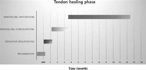 Tendon repair process in humans. The healing of ruptured tendons passes ...