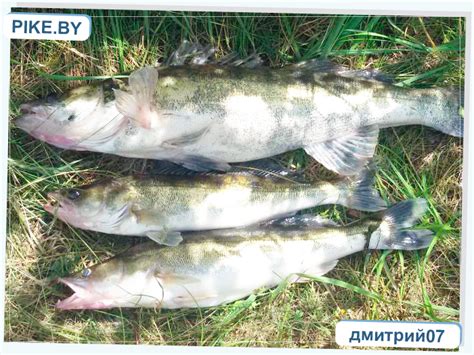 Вилейское водохранилище
