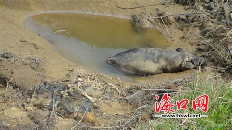 海口南渡江边漂浮三头死猪 畜牧站已作无害化处理海口网