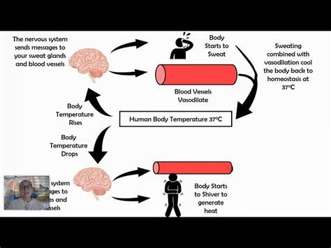 Body Temperature Regulation Feedback Loop