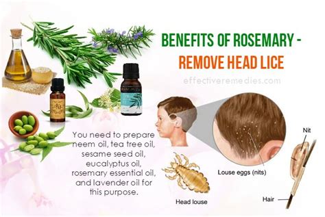 Do You Know Benefits Of Rosemary Uses And Side Effects On Health