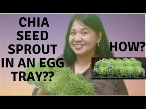 Sprouting Chia Seeds In Egg Tray Diy Paano Mag Patubo Ng Chia Seeds