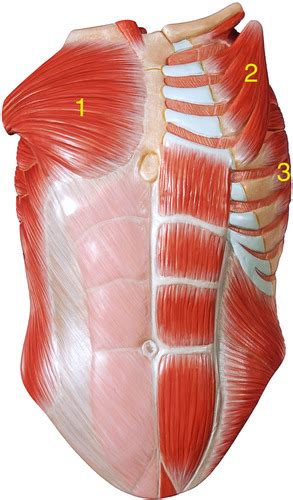 Chapter 11 Muscles For Facial Expression And Muscles That Move Upper