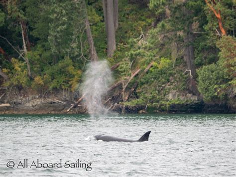 Biggs Transient Orcas T B S Pass Orcas Island Ferry Landing All