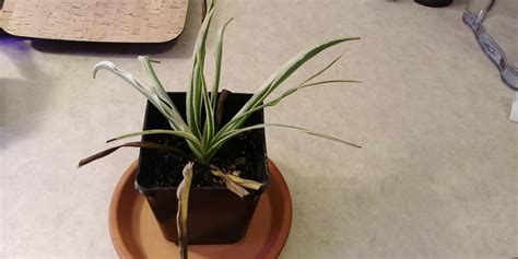 Why Do The Leaves On My Spider Plant Keep Turning Brown And Dying It Starts At The Tips And