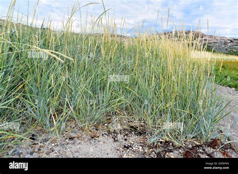 Blue Lyme Grass Or Sea Lyme Grass Leymus Arenarius Or Elymus Arenarius