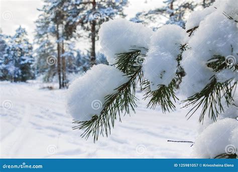 Snow Covered Pine Tree Branches Close Up Stock Image - Image of pine ...