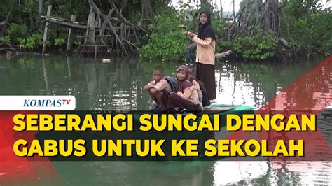 Miris Siswa SD Di Luwu Pakai Gabus Seberangi Sungai Untuk Ke Sekolah