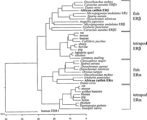 Phylogenetic tree of ERs. The Clustal method was used to perform ...