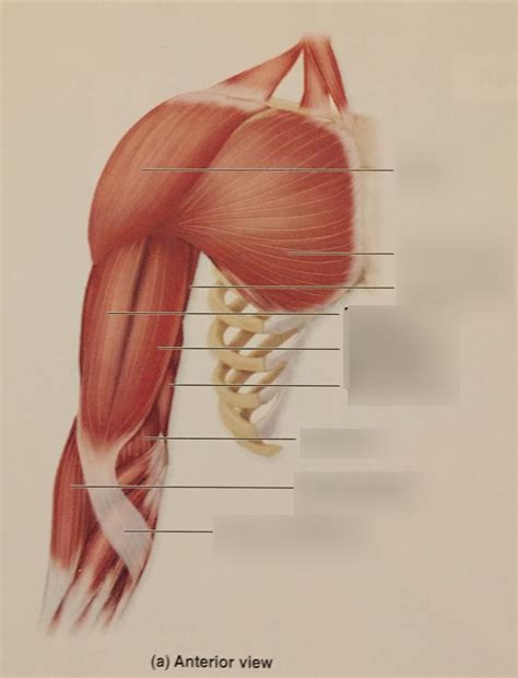 Muscles Move The Elbow Joint Forearm Diagram Quizlet