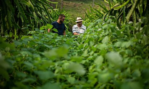 Pequenos Produtores Rurais Na Reinven O Durante A Crise A