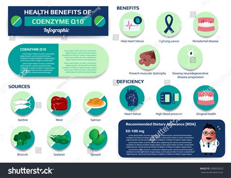 Health Benefits Coenzyme Q10 Infographic Including Stock Vector ...