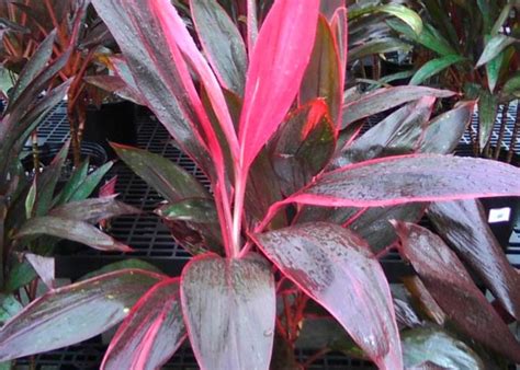 Кордилина – описание, уход в домашних условиях, виды