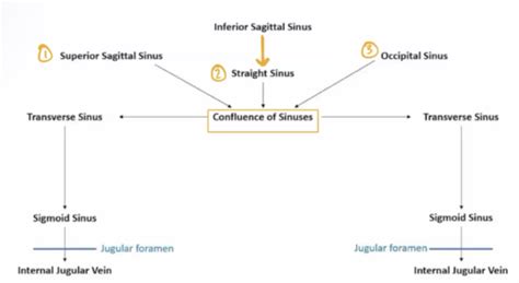 Dural Venous Sinuses Mapping Flashcards Quizlet