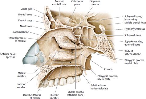 Nasal Cavity And Paranasal Sinuses Plastic Surgery Key