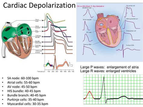 Cardiac Cell Depolarization