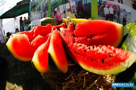 Под Волгоградом приготовили 20 тонн арбузов для бесплатного угощения гостей