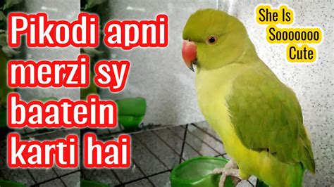 Pikodi Apni Meri Sy Baatein Karti Hai She Is So Cute Parrot Green