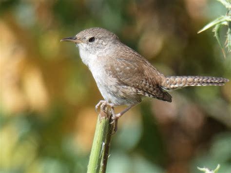 Geotripper S California Birds House Wren On The Tuolumne River