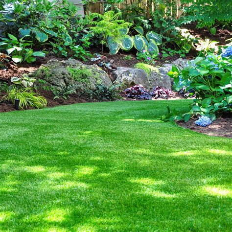 Fountain Grass Varieties